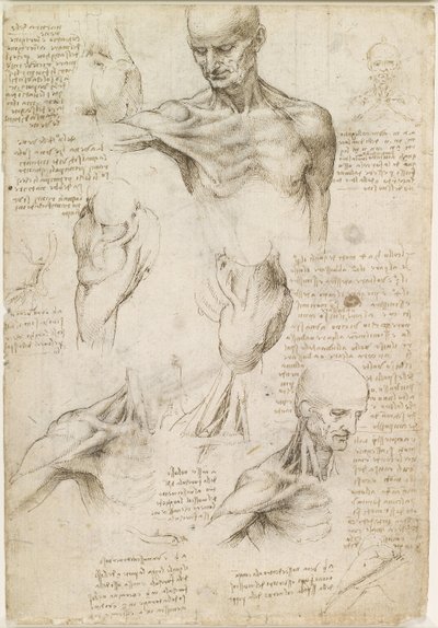 Oppervlakkige anatomie van de schouder en nek (recto) door Leonardo da Vinci